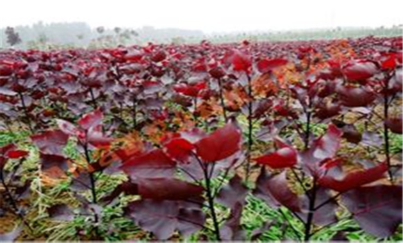 苗木種植技術(shù)