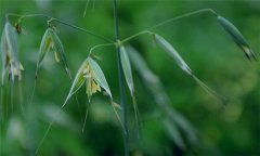 燕麥種植時間，燕麥什么時間種植