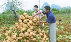 豆薯如何種植，豆薯種植與栽培技術