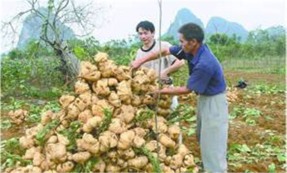 豆薯如何種植，豆薯種植與栽培技術(shù)