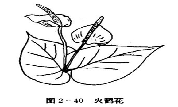 火鶴花怎么養(yǎng)，怎么養(yǎng)火鶴花效果好