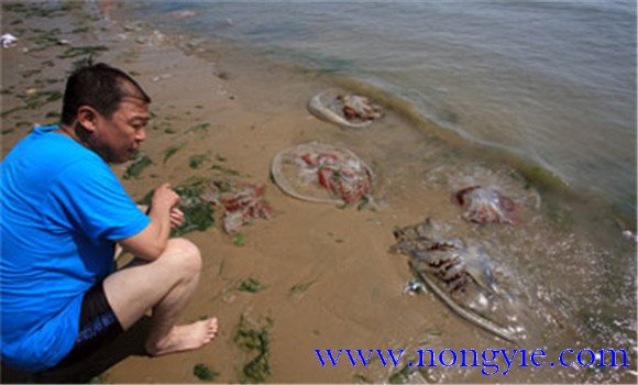 海蜇能蜇死人嗎？