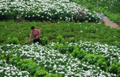 白芍種植技術(shù)、方法與主要步驟