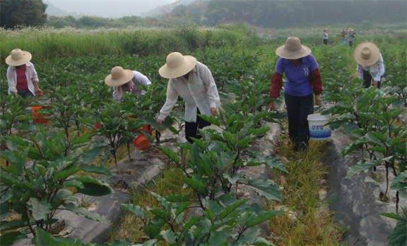 茄子施肥