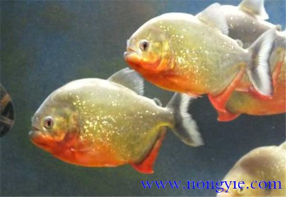 水虎魚的養(yǎng)殖方法