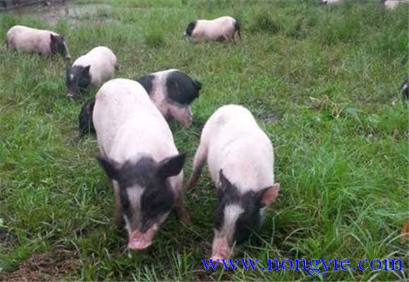 香豬的飼料種類(lèi)與搭配原則