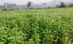 蕎麥種植時(shí)間的選擇與種植技術(shù)要點(diǎn)