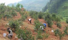 油茶樹種植技術(shù)及管理須知