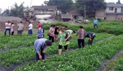 茉莉花的養(yǎng)殖方法簡介，怎樣培育茉莉花