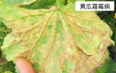 黃瓜病蟲(chóng)害防治：黃瓜霜霉病、白粉病、紅蜘蛛