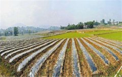 麥田防除雜草應注意哪些安全用藥技術(shù)?