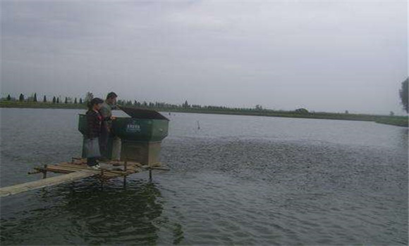 魚塘投飼方法