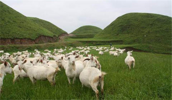 羊的放牧飼養(yǎng)方式