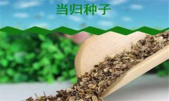 當(dāng)歸種植時間和方法 當(dāng)歸種植技術(shù)要點