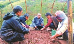 葛根種植技術(shù)與管理的主要方法與步驟