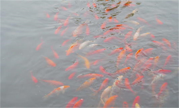 養(yǎng)殖金魚如何換水