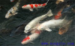 鯉魚(yú)是什么魚(yú)，鯉魚(yú)是淡水魚(yú)還是海水魚(yú)？