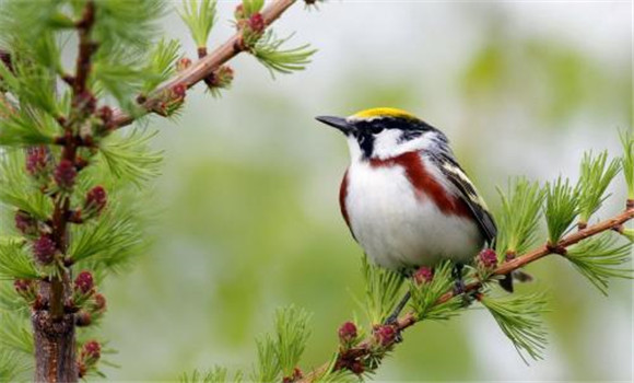 鳥(niǎo)軟骨病怎么治療