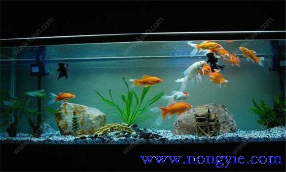 怎樣飼養(yǎng)金魚，飼養(yǎng)金魚注意事項(xiàng)和技術(shù)要點(diǎn)