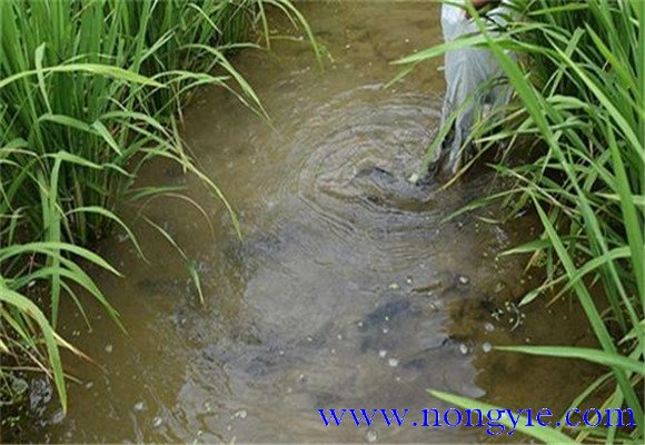 草魚(yú)需要什么樣的池塘條件 池塘草魚(yú)養(yǎng)殖技術(shù)