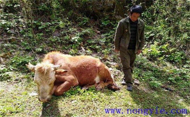 牛食用爛紅薯中毒的癥狀表現(xiàn)、診治與治療方法