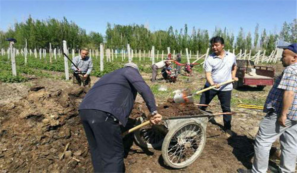 樹(shù)莓怎么進(jìn)行施肥管理