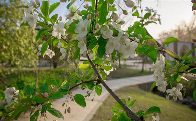 油桐樹(shù)的園林用途