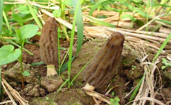 野生羊肚菌一般長(zhǎng)在什么地方