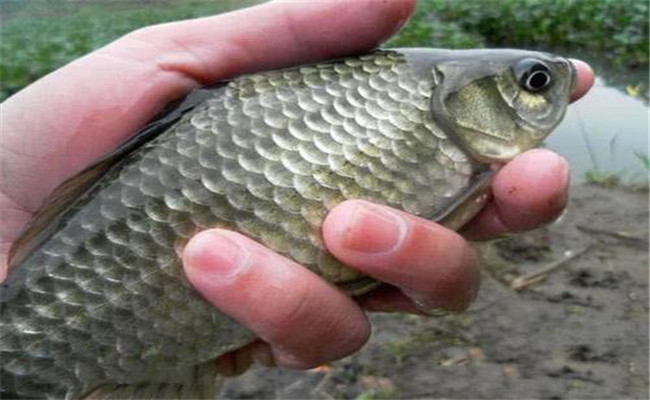 野生鯽魚(yú)一般多少錢(qián)一斤