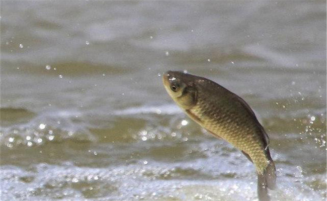 野生鯽魚(yú)一斤要長(zhǎng)幾年