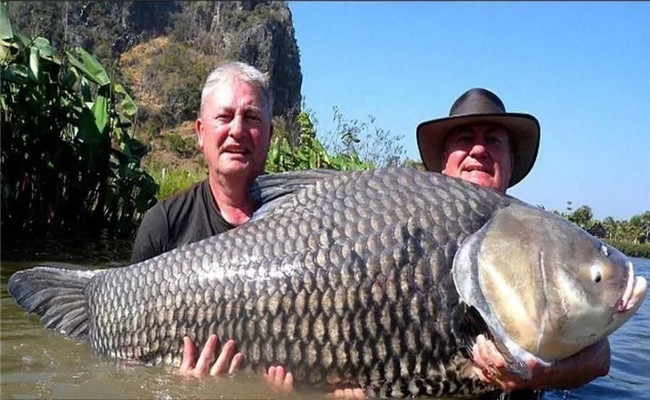 野生鯽魚(yú)最大長(zhǎng)多重