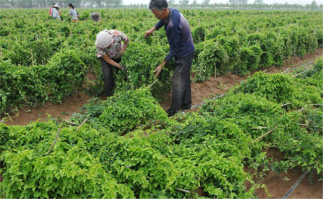 山藥種植與栽培管理要點