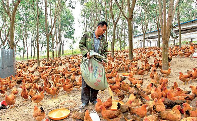 養(yǎng)雞用鹽的講究:飼料食鹽用量、食鹽中毒的防治