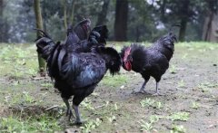 烏骨雞的常用礦物質(zhì)、維生素飼料簡介