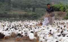 育成鴨的飼料與營養(yǎng)需求，育成鴨如何限制飼喂