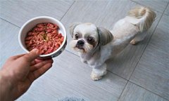 犬飼料中為何要添加鐵、銅等微量元素