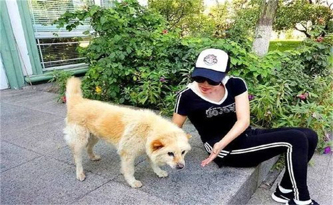 怎樣喂養(yǎng)妊娠犬、哺乳犬