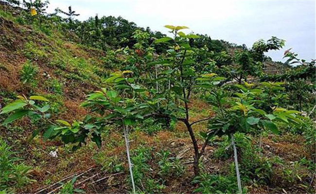 車厘子種植技術(shù)與管理