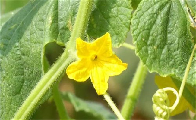 黃瓜只開(kāi)雌花不開(kāi)雄花怎么辦