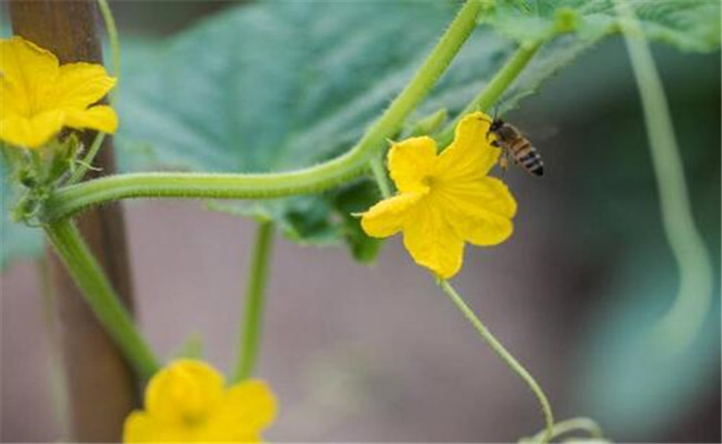 黃瓜開(kāi)雄花不結(jié)果怎么辦