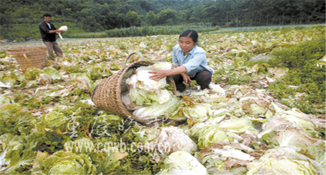 如何預(yù)防大白菜爛幫