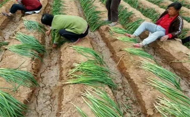 移植后需要及時澆水嗎