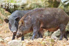 野豬一般幾點出來活動，野豬和疣豬哪個更厲害