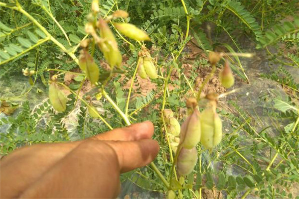 黃芪種植前種子的三種處理方式