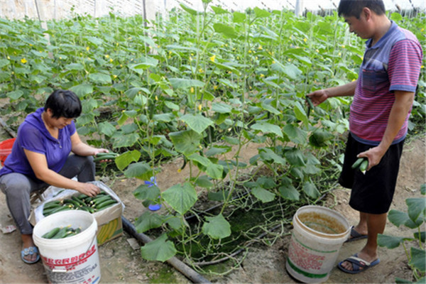 水果型黃瓜的栽培技術(shù)與主要種植步驟