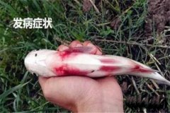 草魚(yú)出血病怎么治療，有哪些癥狀？