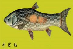 養(yǎng)殖魚(yú)類怎樣防治赤皮病？如何預(yù)防？