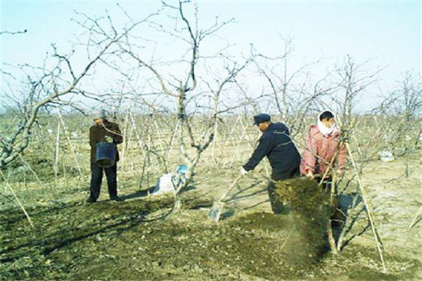 如何施肥才能避免發(fā)生肥害