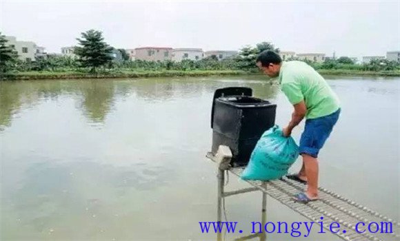 夏季池塘養(yǎng)魚要加強飼料投喂