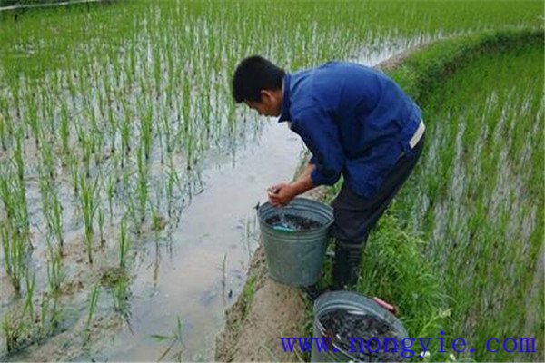 稻田養(yǎng)殖草魚發(fā)病率低，容易管理